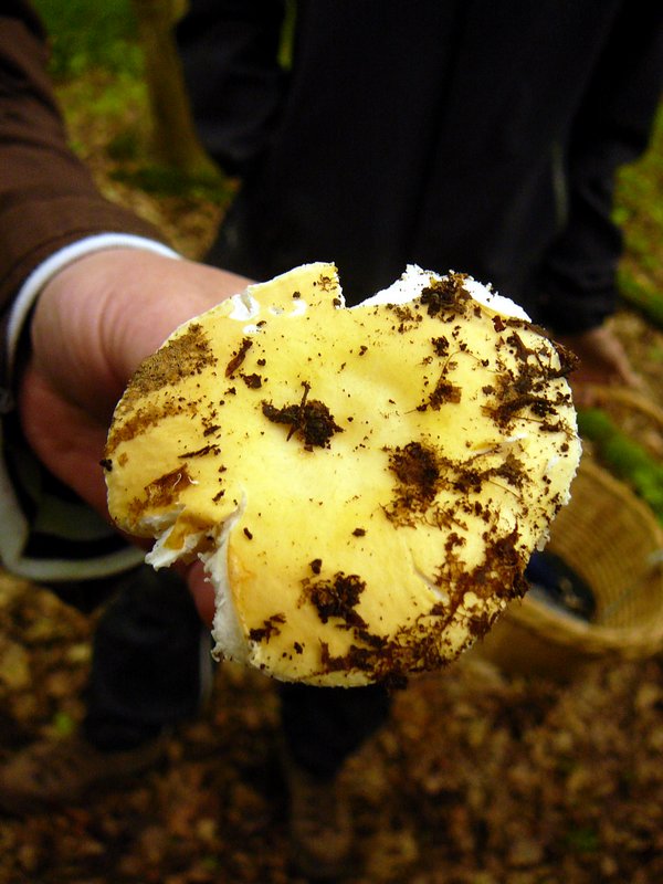 Russula risigalina 001